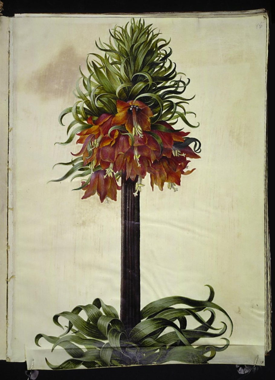 Fritillaria imperialis (korunní císař) od Hans Simon Holtzbecker