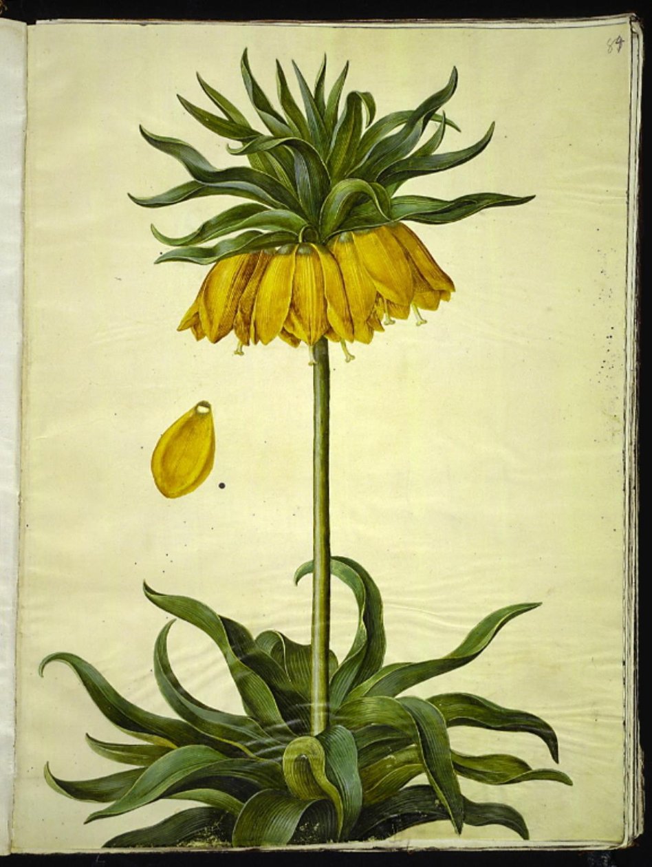 Fritillaria imperialis (korunní císař) od Hans Simon Holtzbecker