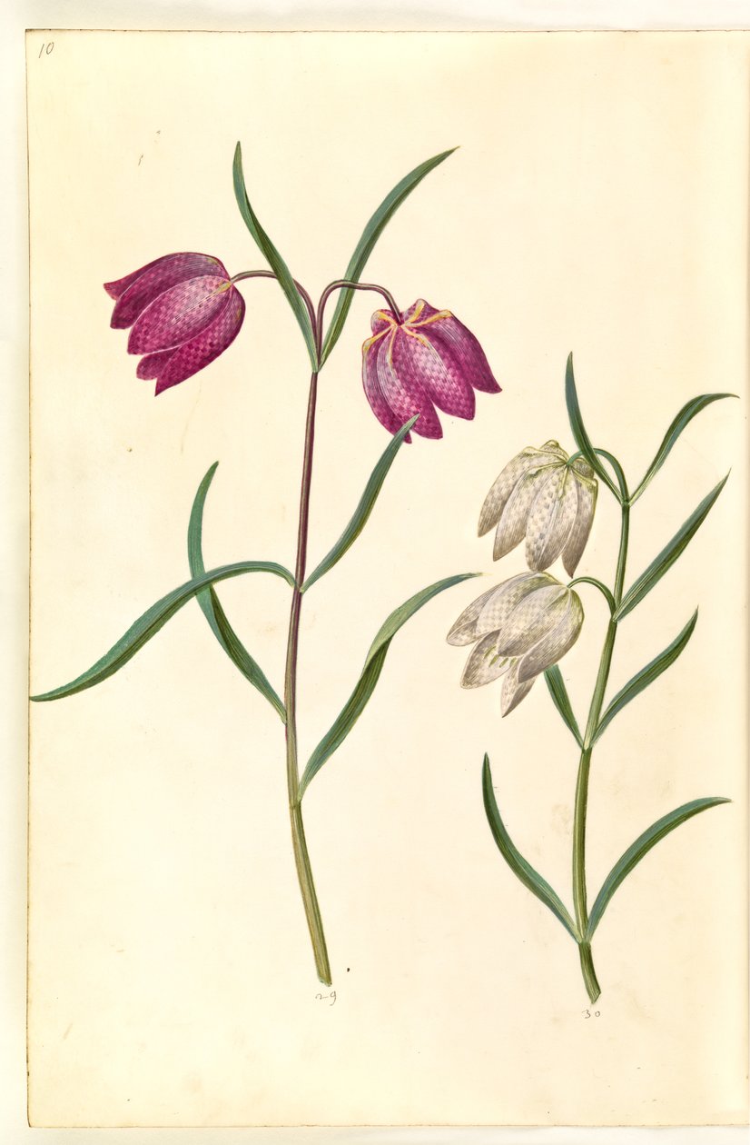 Fritillaria meleagris (vajíčko zmije obecné) od Hans Simon Holtzbecker