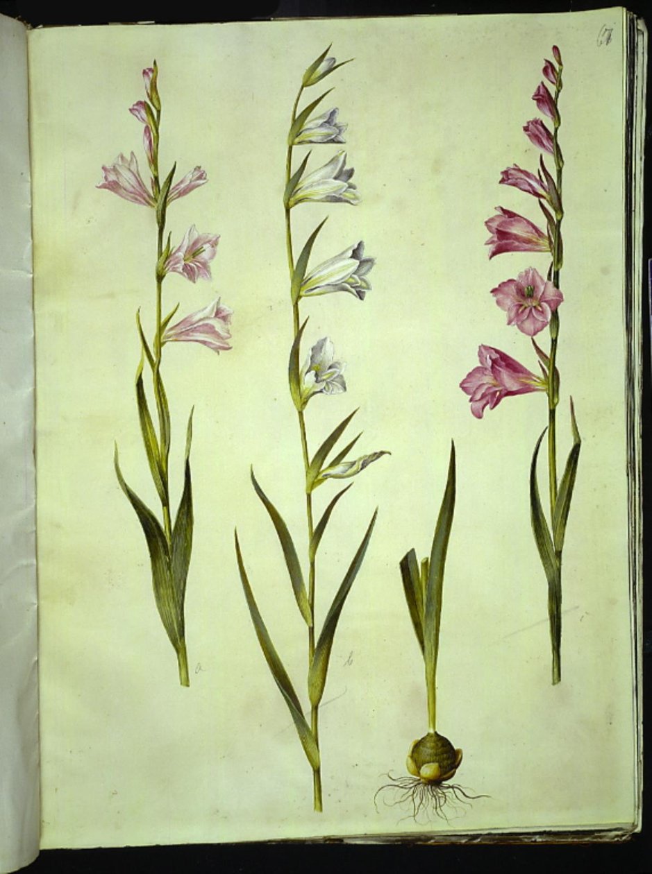 Gladiolus communis (mečík obecný) od Hans Simon Holtzbecker