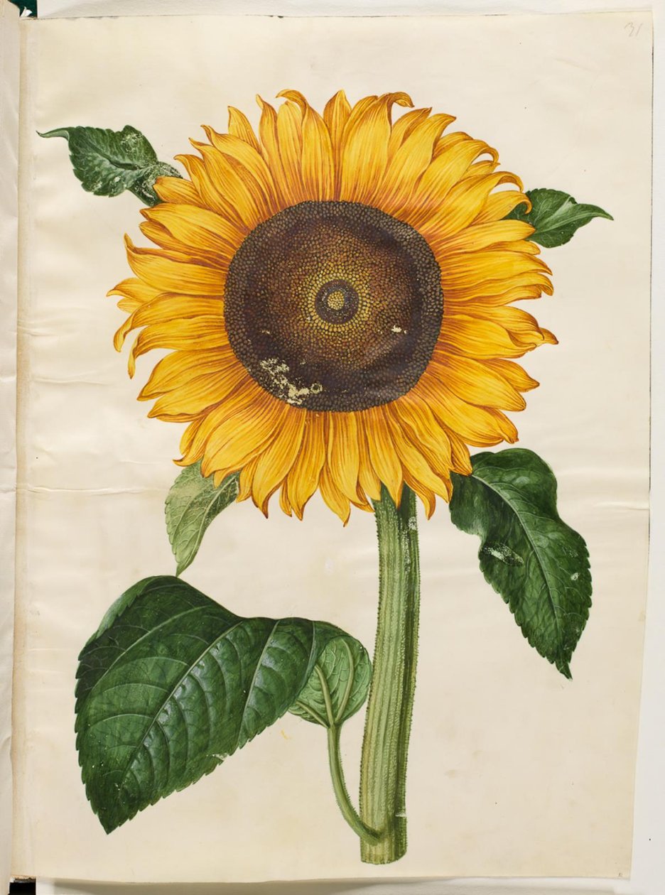 Helianthus annuus (slunečnice obecná) od Hans Simon Holtzbecker