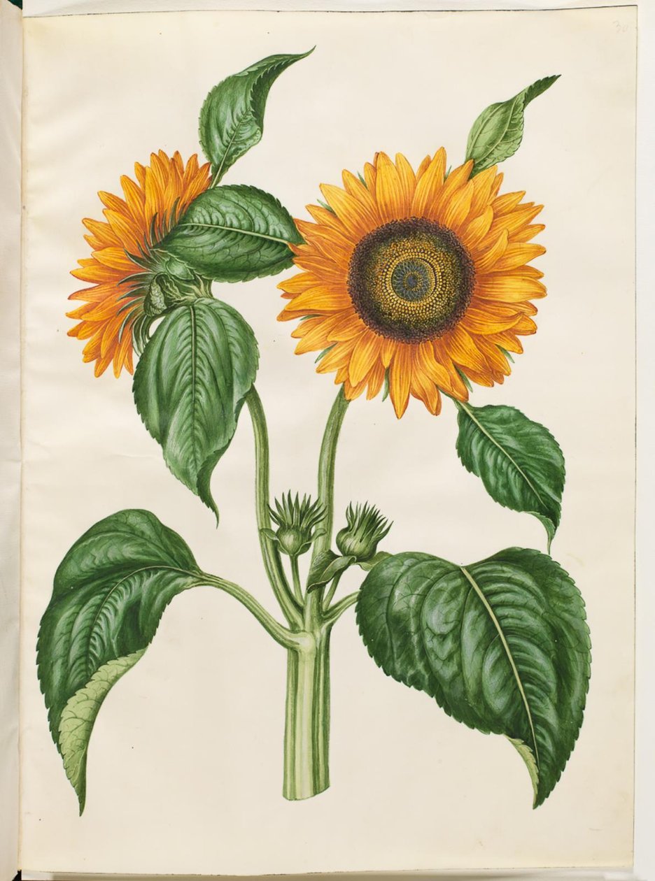 Helianthus annuus (slunečnice obecná) od Hans Simon Holtzbecker