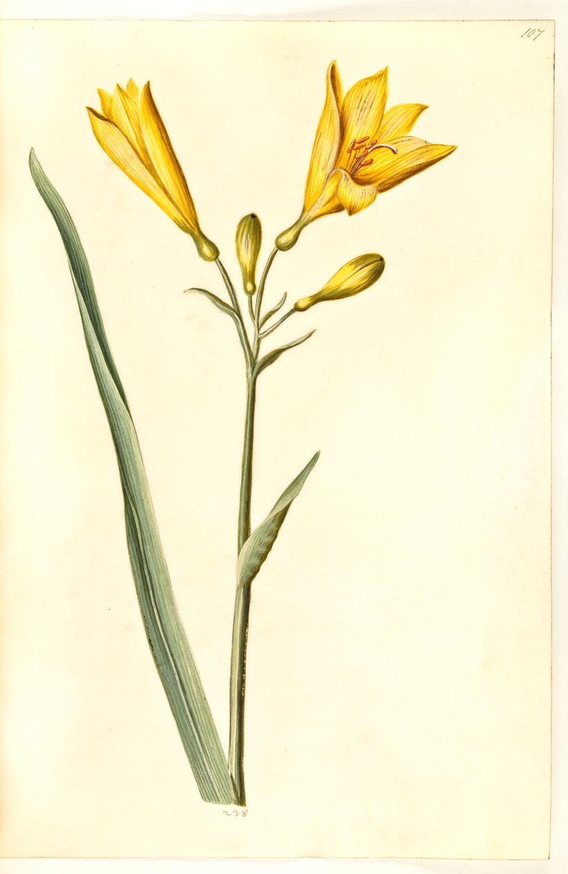 Hemerocallis lilioasphodelus (gul daglilje) od Hans Simon Holtzbecker