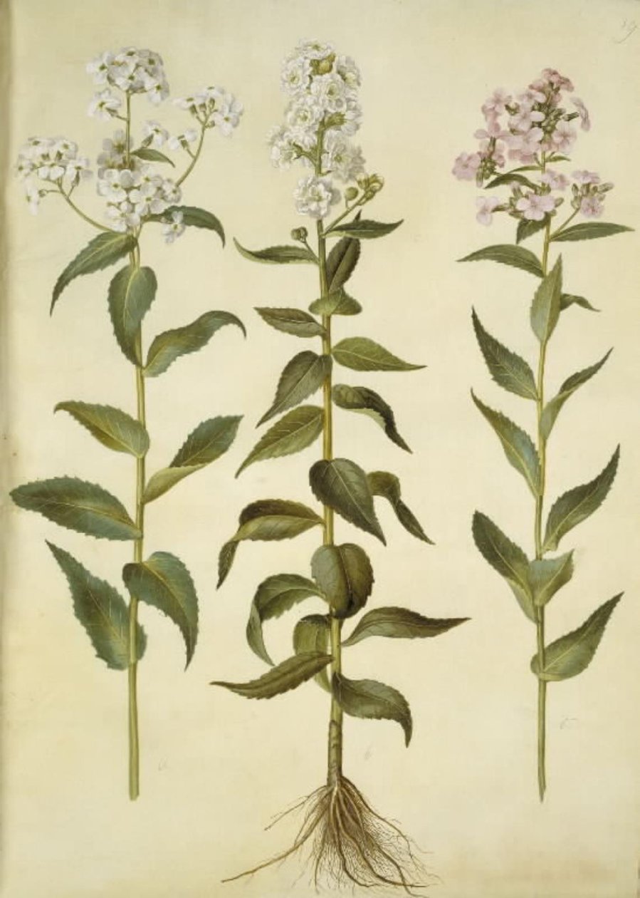Hesperis matronalis (společná večernice) od Hans Simon Holtzbecker