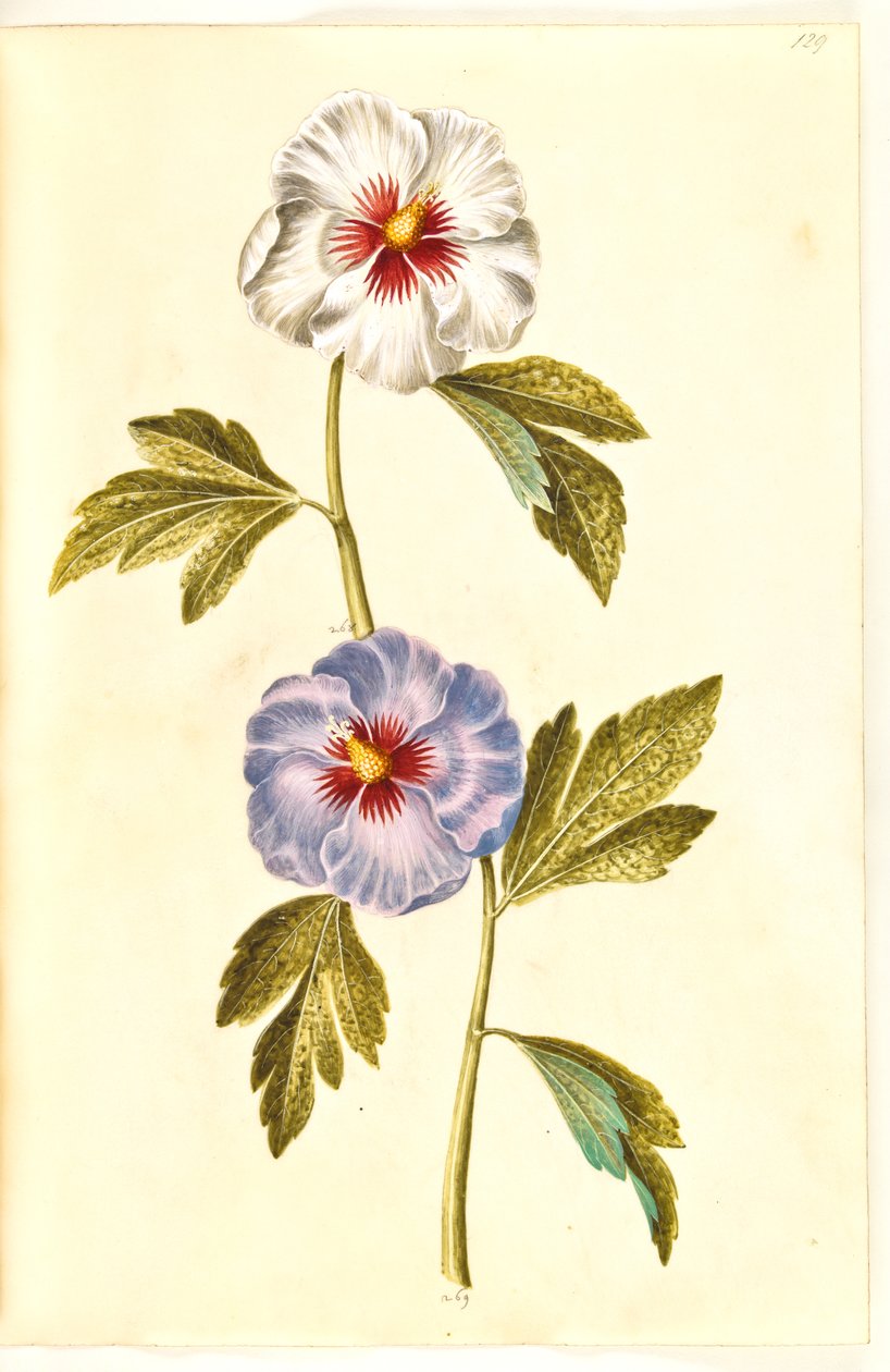 Hibiscus syriacus (syrská růže) od Hans Simon Holtzbecker