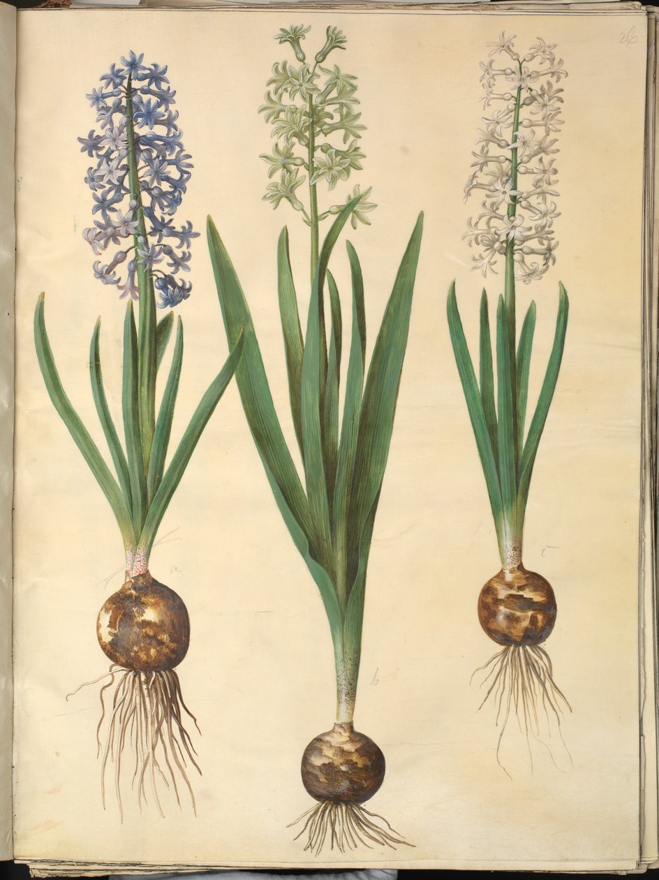 Orientální hyacint (Almindelig hyacint) od Hans Simon Holtzbecker