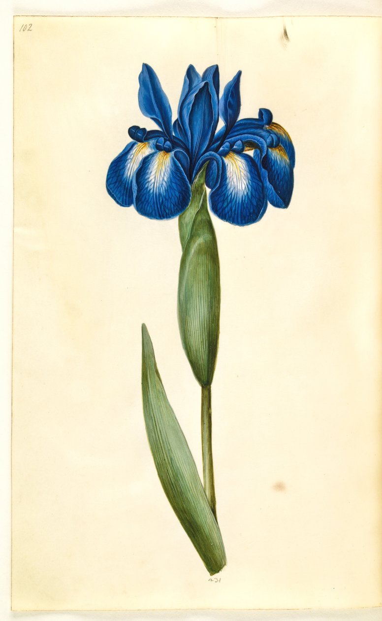 Iris latifolia (anglicky iris) od Hans Simon Holtzbecker