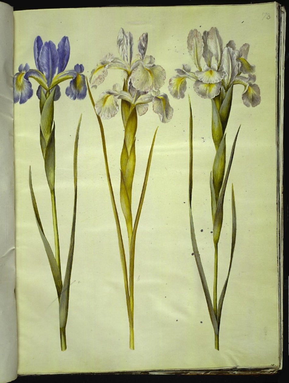 Iris latifolia (anglicky iris) od Hans Simon Holtzbecker