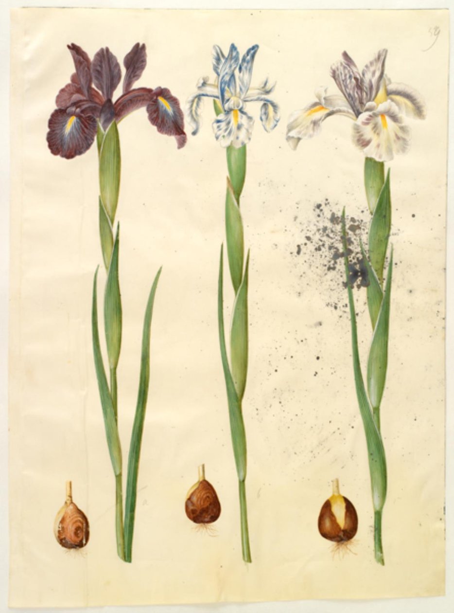 Iris latifolia (anglicky iris) od Hans Simon Holtzbecker