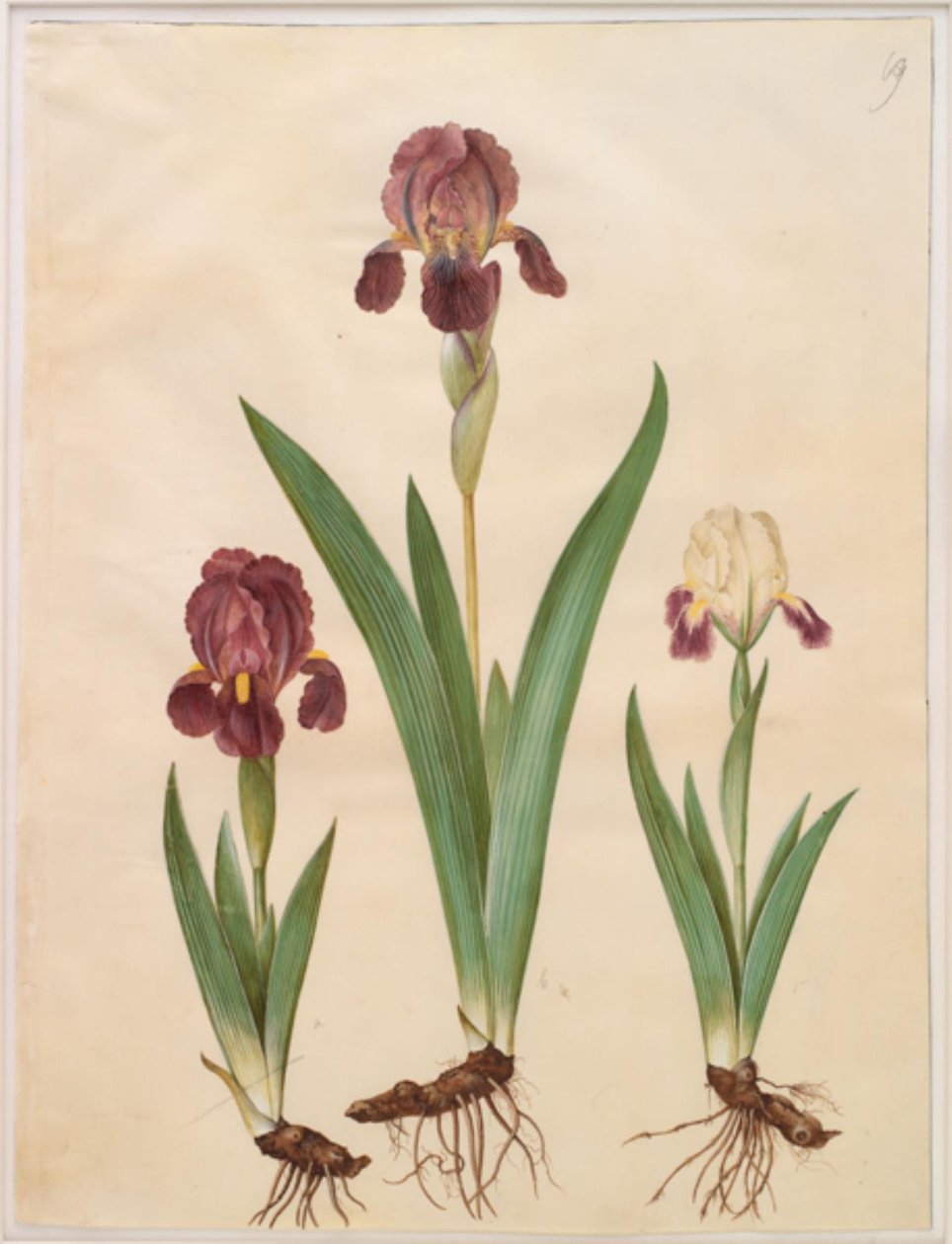 Iris ×lurida (iris-hybrid) od Hans Simon Holtzbecker