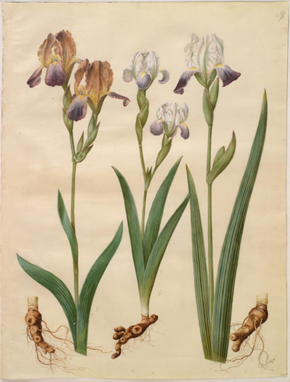 Iris ×sambucina (policová duhovka); Iris ×amoena (hybrid duhovky) od Hans Simon Holtzbecker