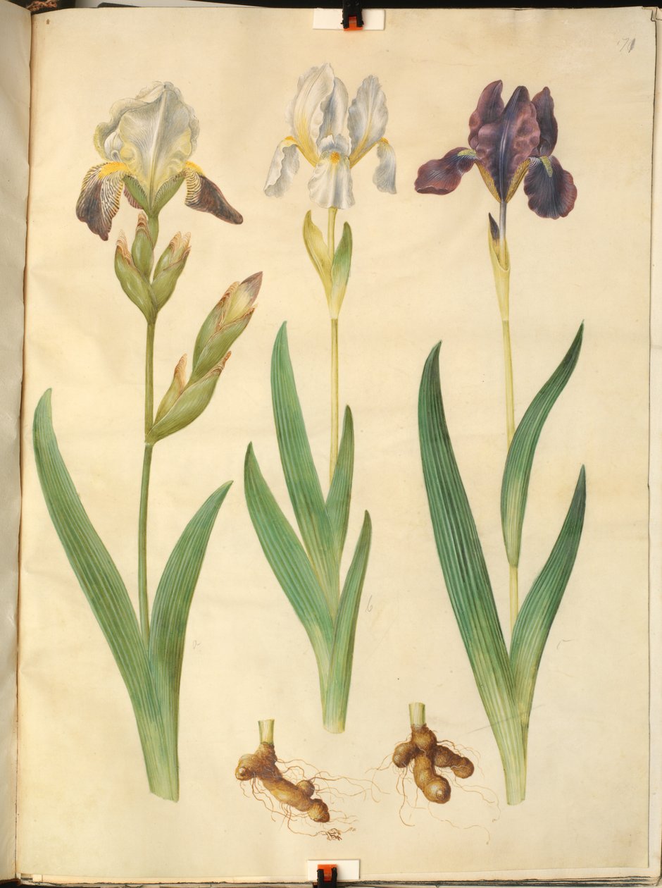 Iris ×squalens (iris-hybrid); Iris (iris) od Hans Simon Holtzbecker