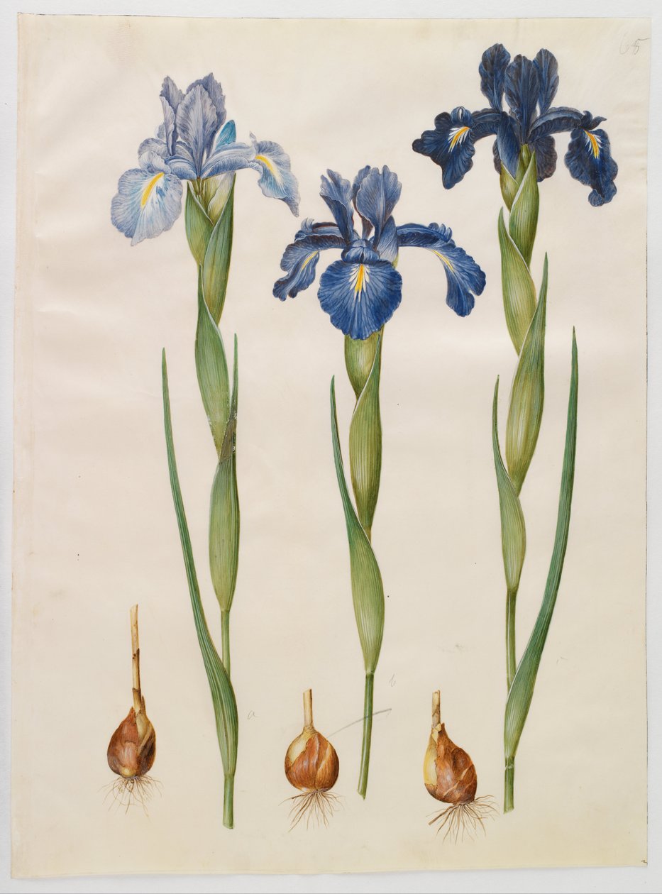 Iris xiphioides od Hans Simon Holtzbecker