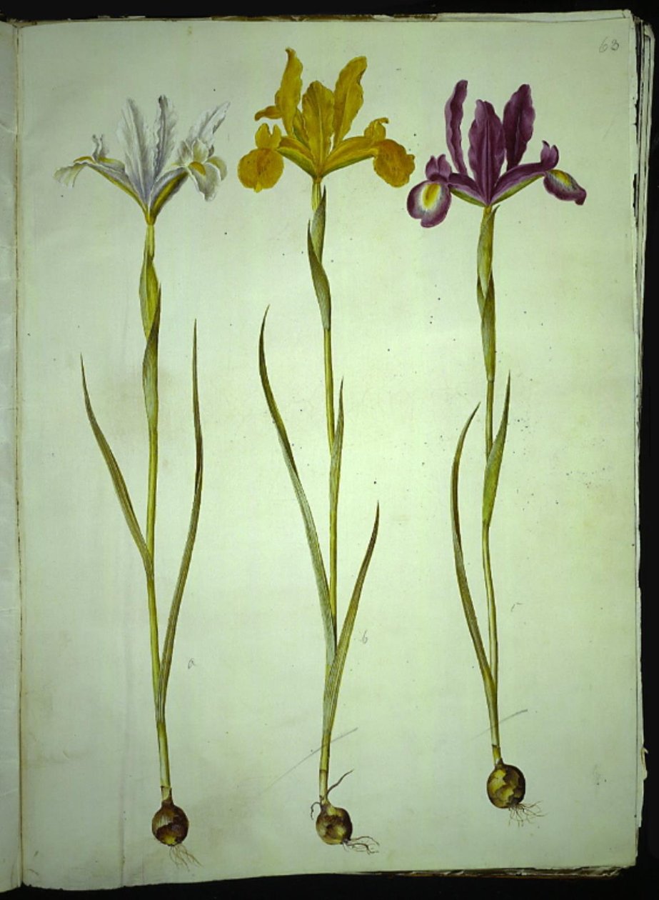 Iris xiphium (španělský kosatec) od Hans Simon Holtzbecker