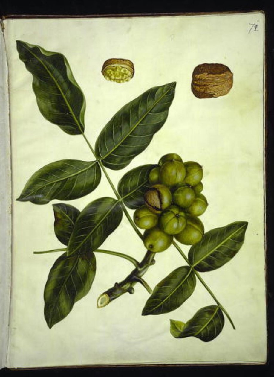 Juglans regia (ořech obecný) od Hans Simon Holtzbecker