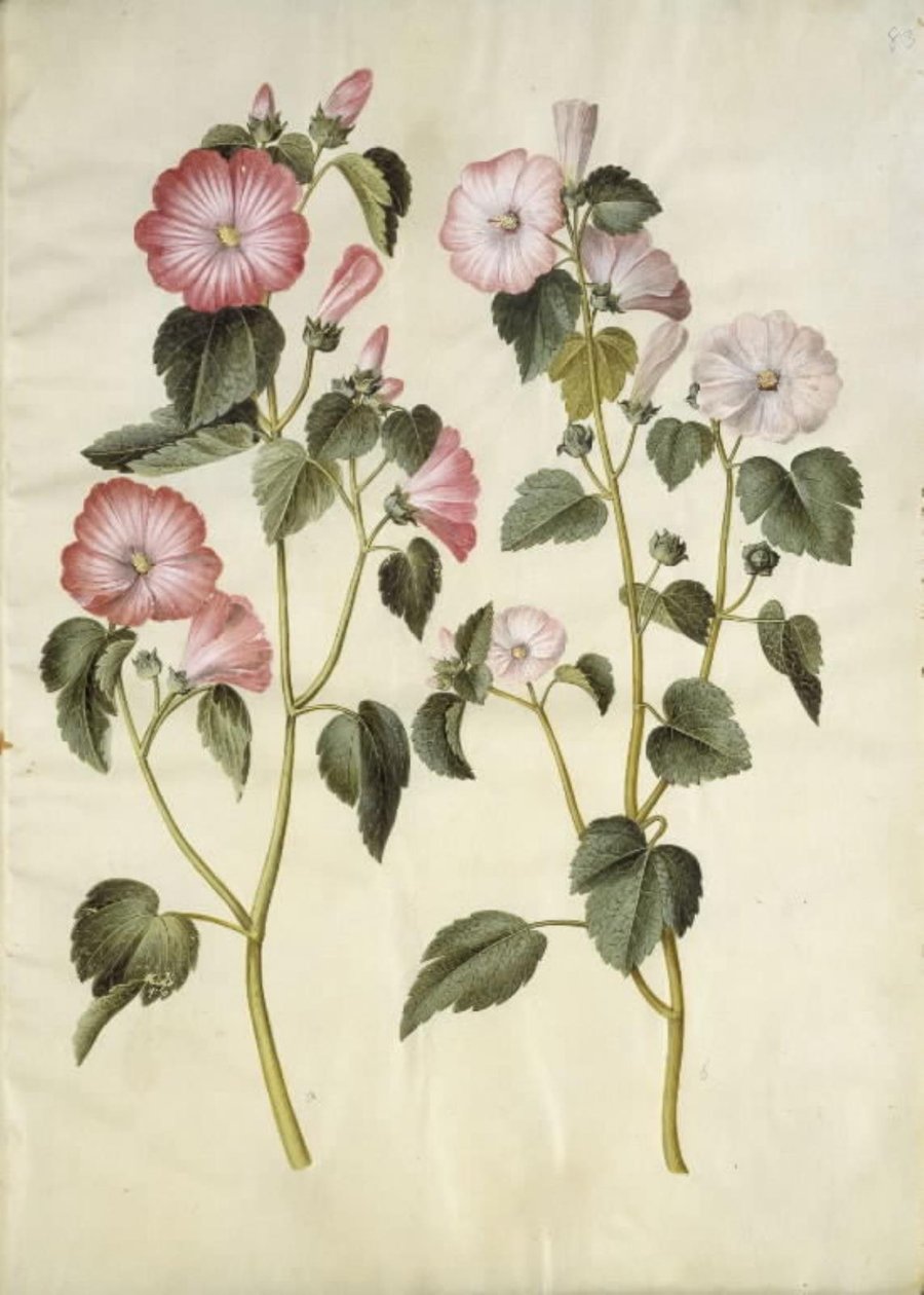 Lavatera trimestris (červ mameluk) od Hans Simon Holtzbecker