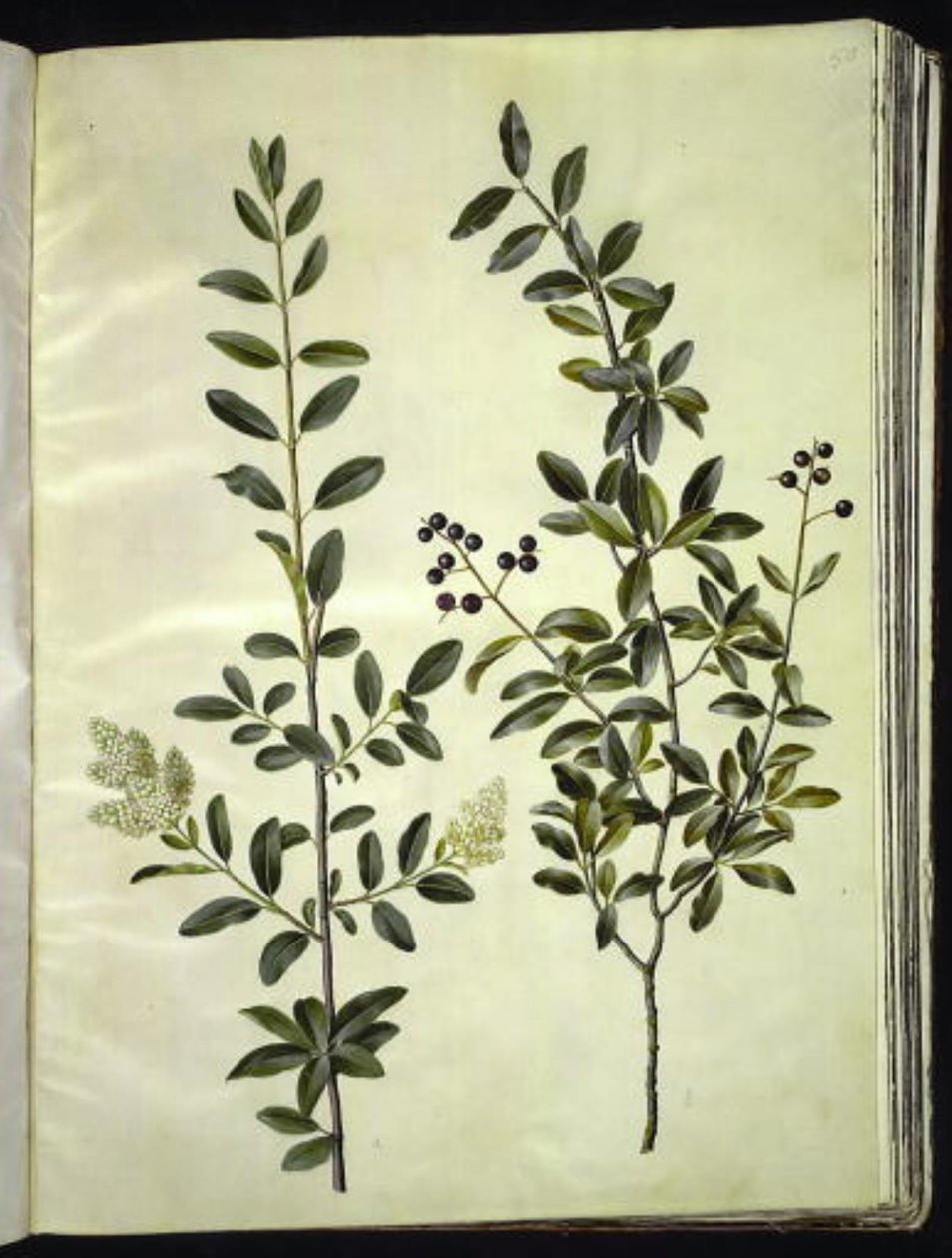 Ligustrum vulgare (zvonek obecný) od Hans Simon Holtzbecker