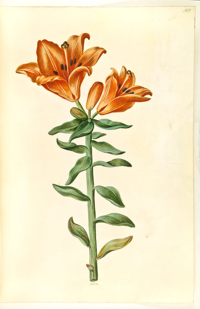 Lilium bulbiferum (ohnivá lilie) od Hans Simon Holtzbecker