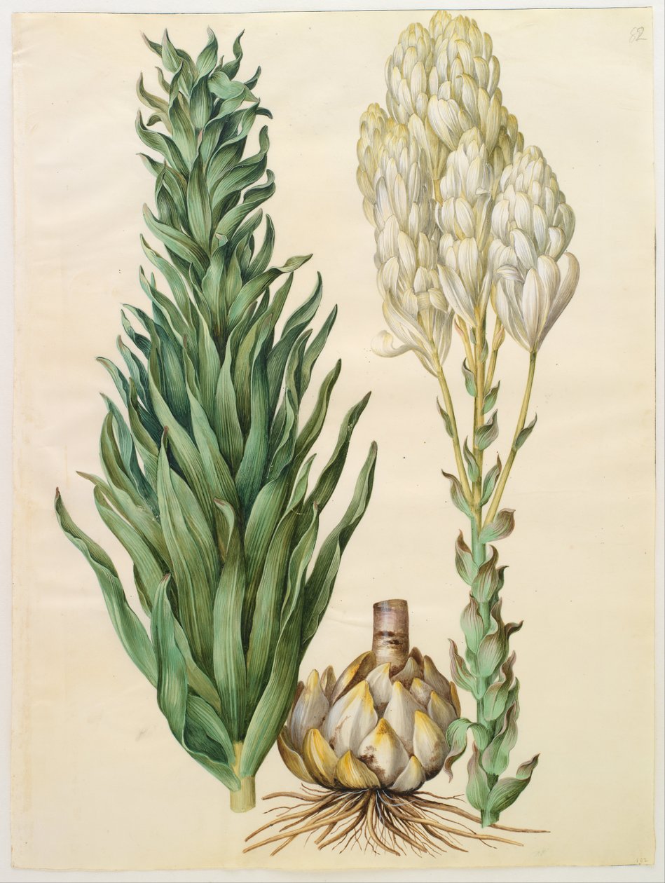 Lilium candidum monstrosum od Hans Simon Holtzbecker