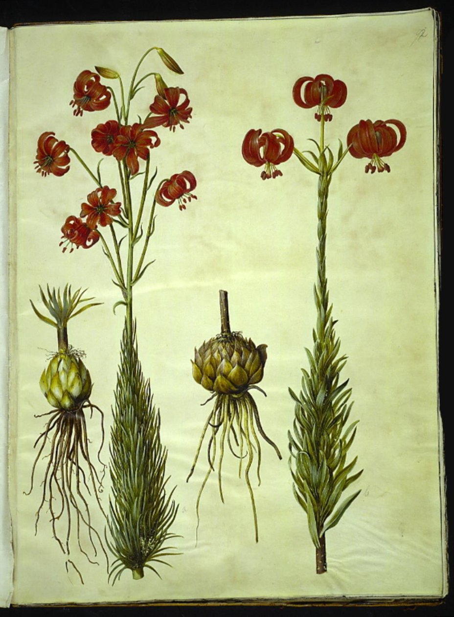 chalcedonská lilie (rød turbanlilje) od Hans Simon Holtzbecker