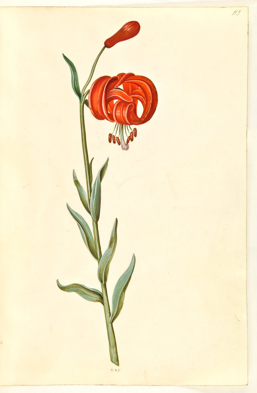 chalcedonská lilie (rød turbanlilje) od Hans Simon Holtzbecker