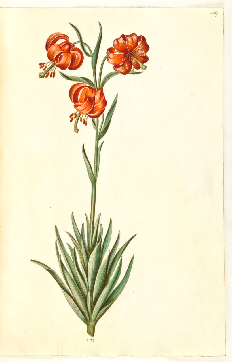 Pompon lily (pompon-lilje) od Hans Simon Holtzbecker