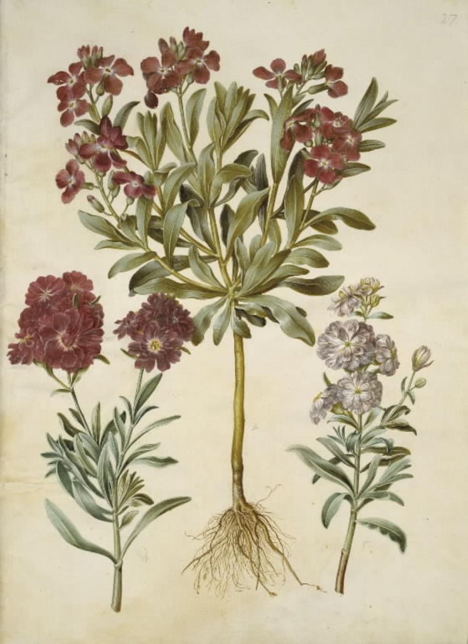 Matthiola incana (vinter-levkøj) od Hans Simon Holtzbecker