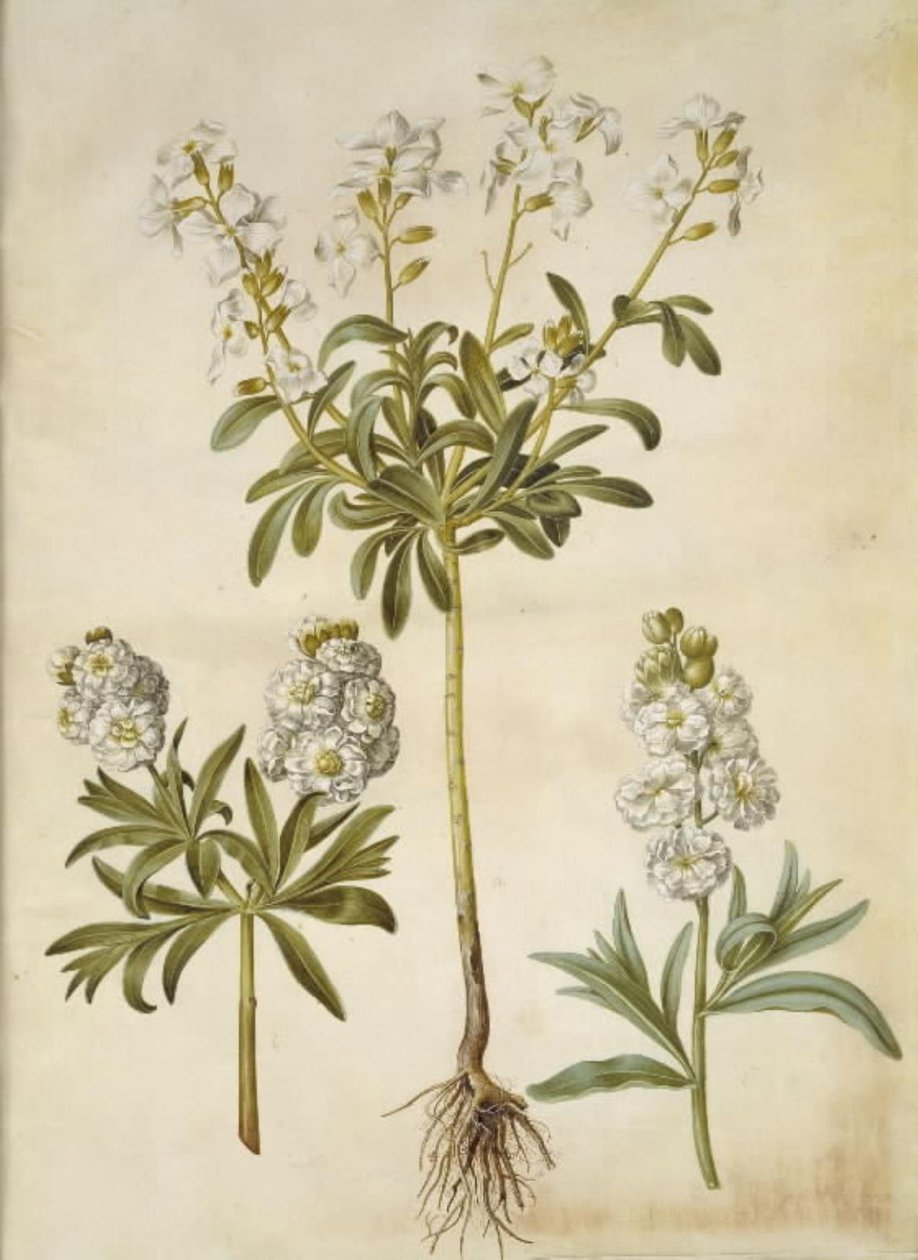 Matthiola incana (vinter-levkøj) od Hans Simon Holtzbecker