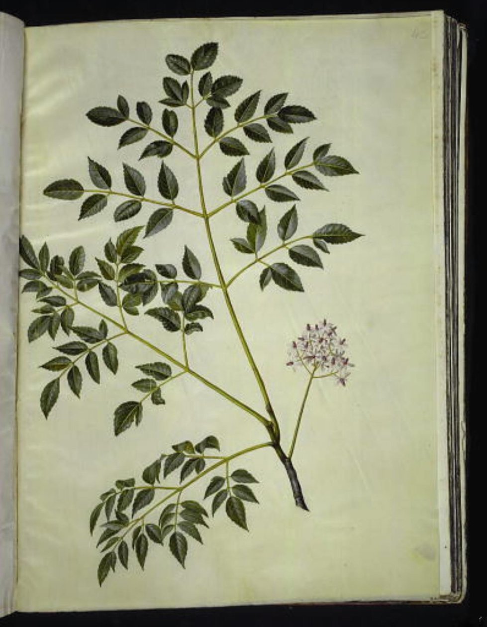 Melia azedarach (paternostertræ) od Hans Simon Holtzbecker