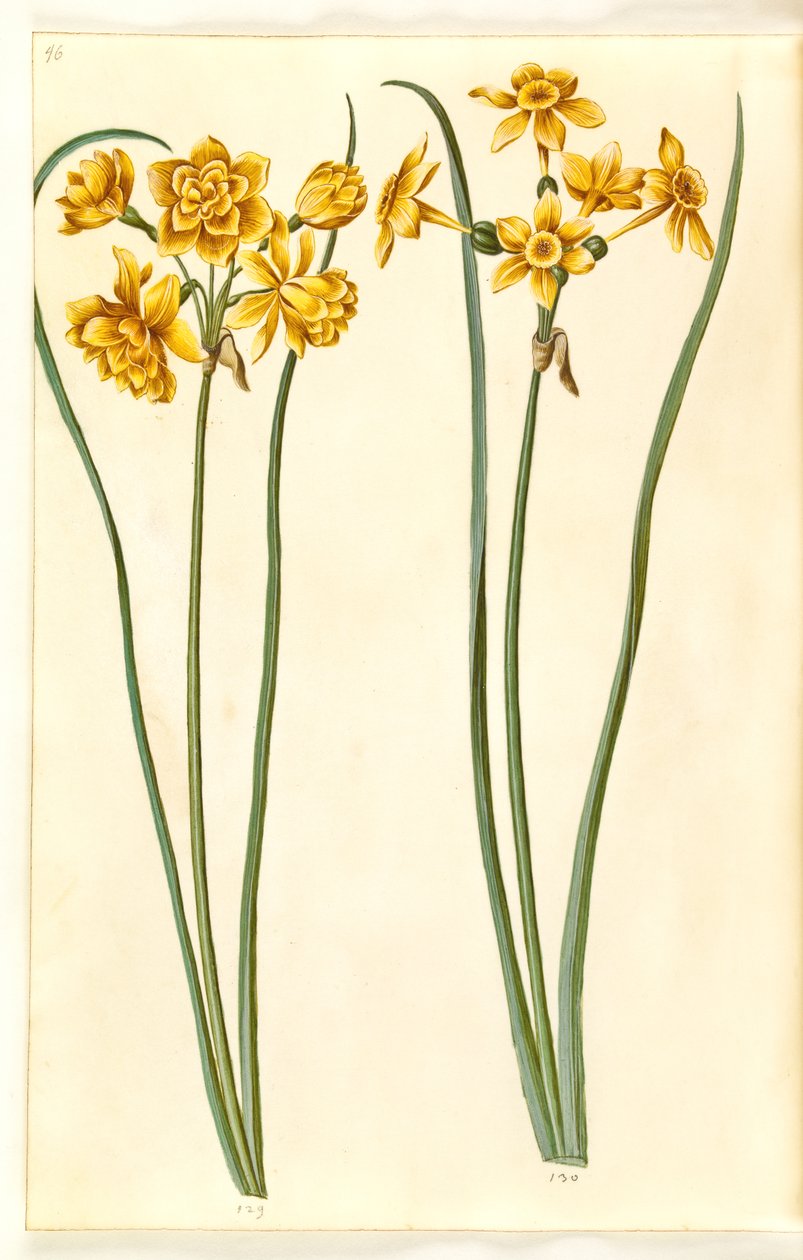 Narcissus jonquilla (siv-narcissus) od Hans Simon Holtzbecker
