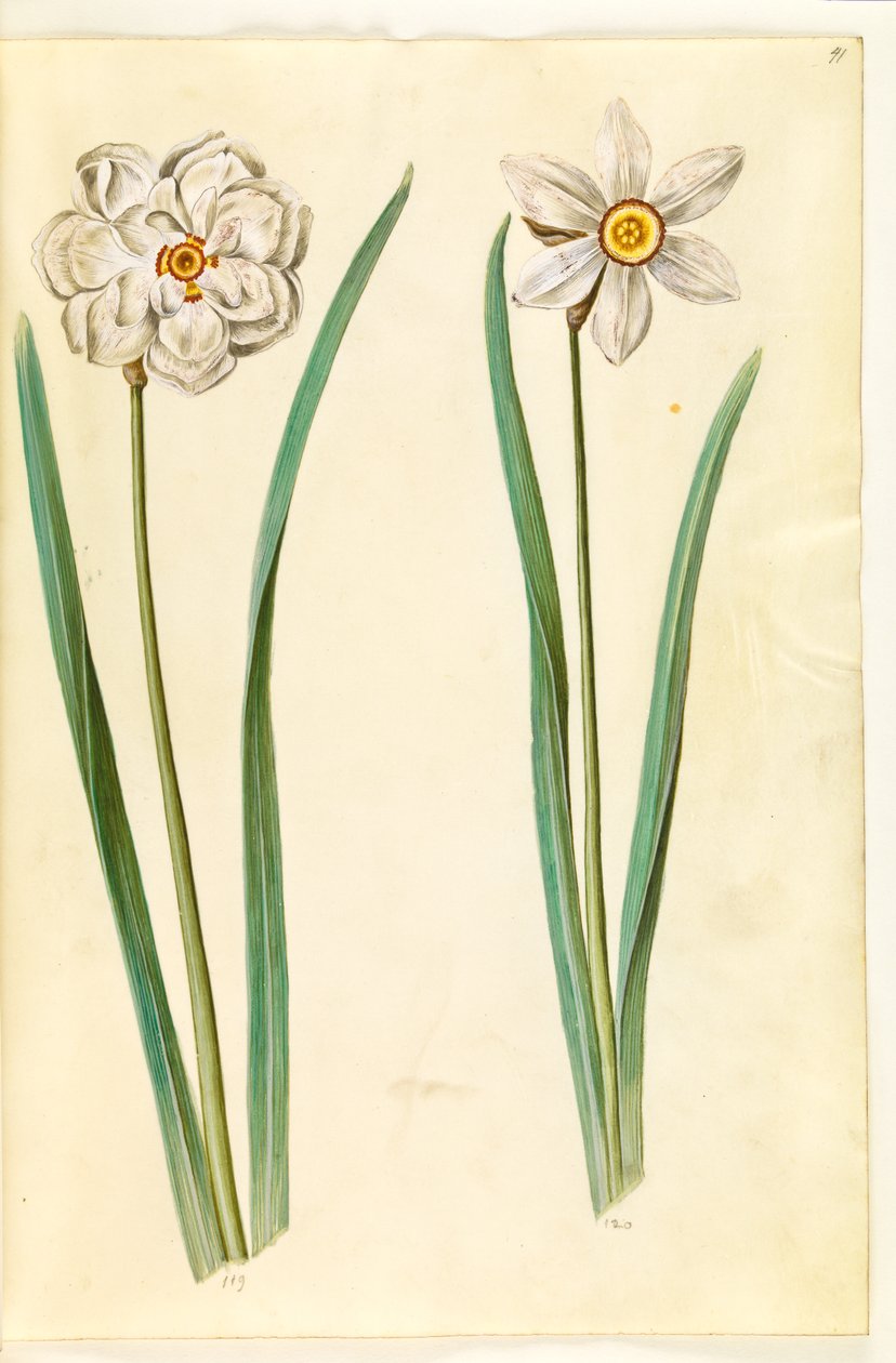poetický narcis (pinselilje) od Hans Simon Holtzbecker