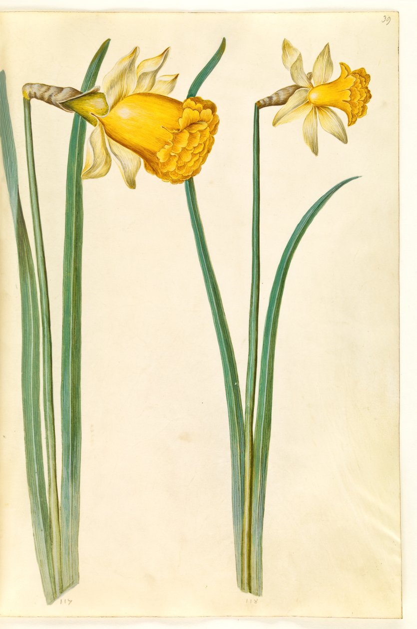 Narcissus pseudonarcissus (narcis) od Hans Simon Holtzbecker