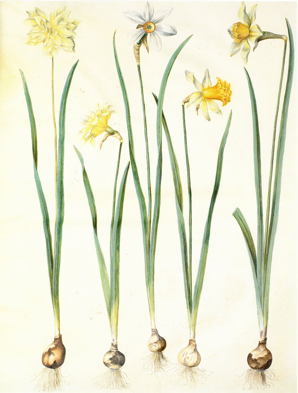 Narcissus pseudonarcissus, Narcissus poeticus, Narcissus × incomparabilis od Hans Simon Holtzbecker