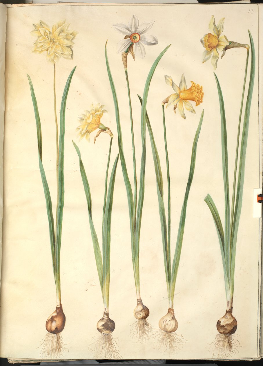 Narcissus pseudonarcissus, Narcissus poeticus, Narcissus × incomparabilis od Hans Simon Holtzbecker