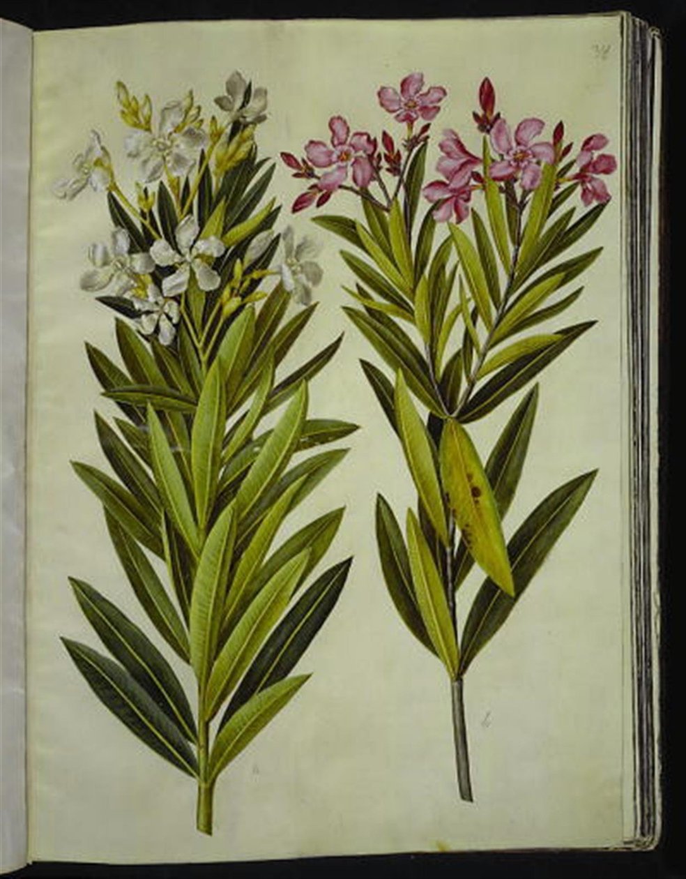 Nerium oleandr (nerie) od Hans Simon Holtzbecker
