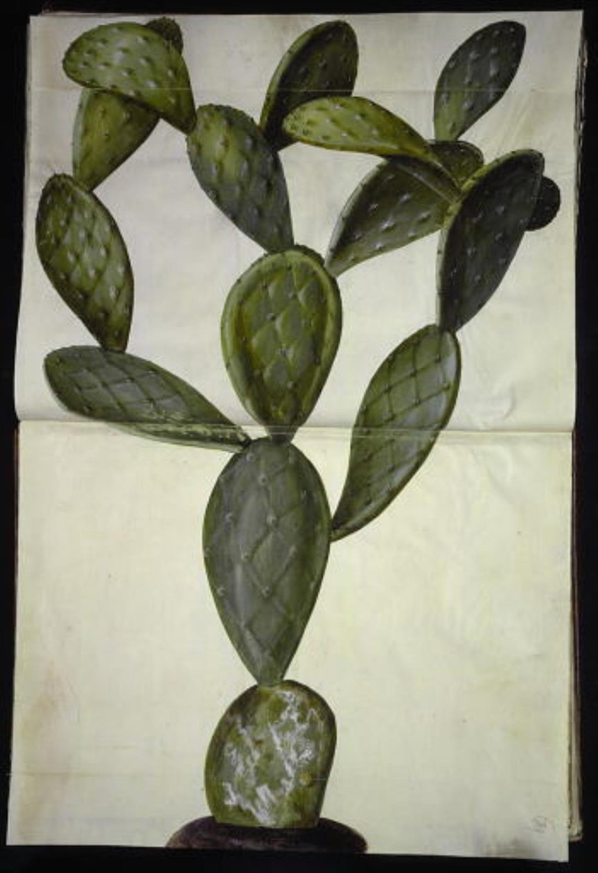 Opuntia monacantha od Hans Simon Holtzbecker