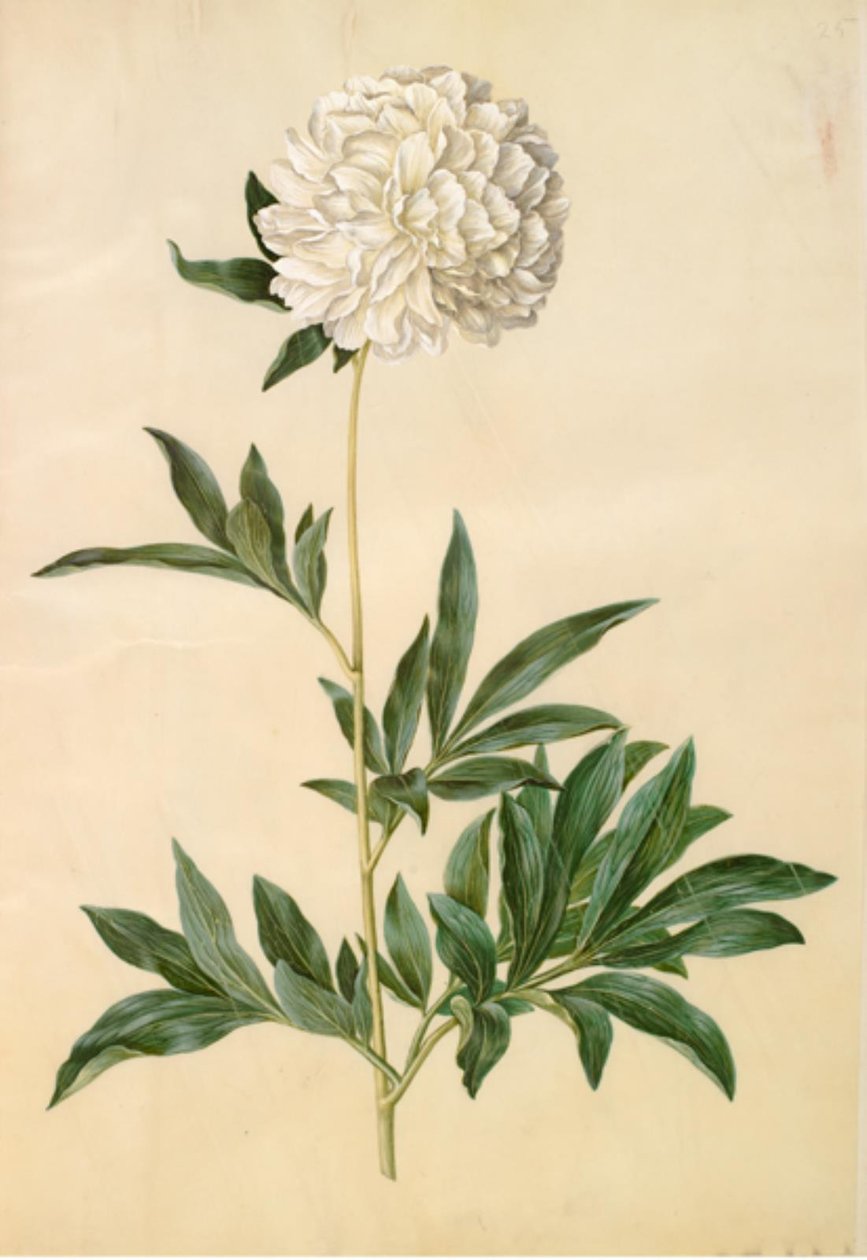Paeonia lactiflora (peon hedvábný) od Hans Simon Holtzbecker