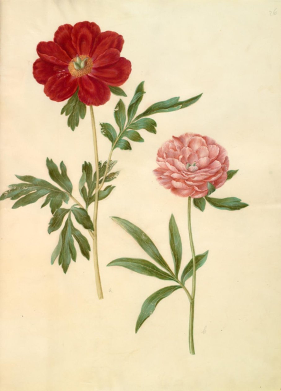 Paeonia officinalis (bonderóza) od Hans Simon Holtzbecker