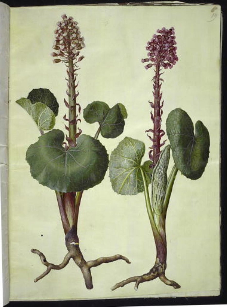 Petasites hybridus (červená podkova) od Hans Simon Holtzbecker
