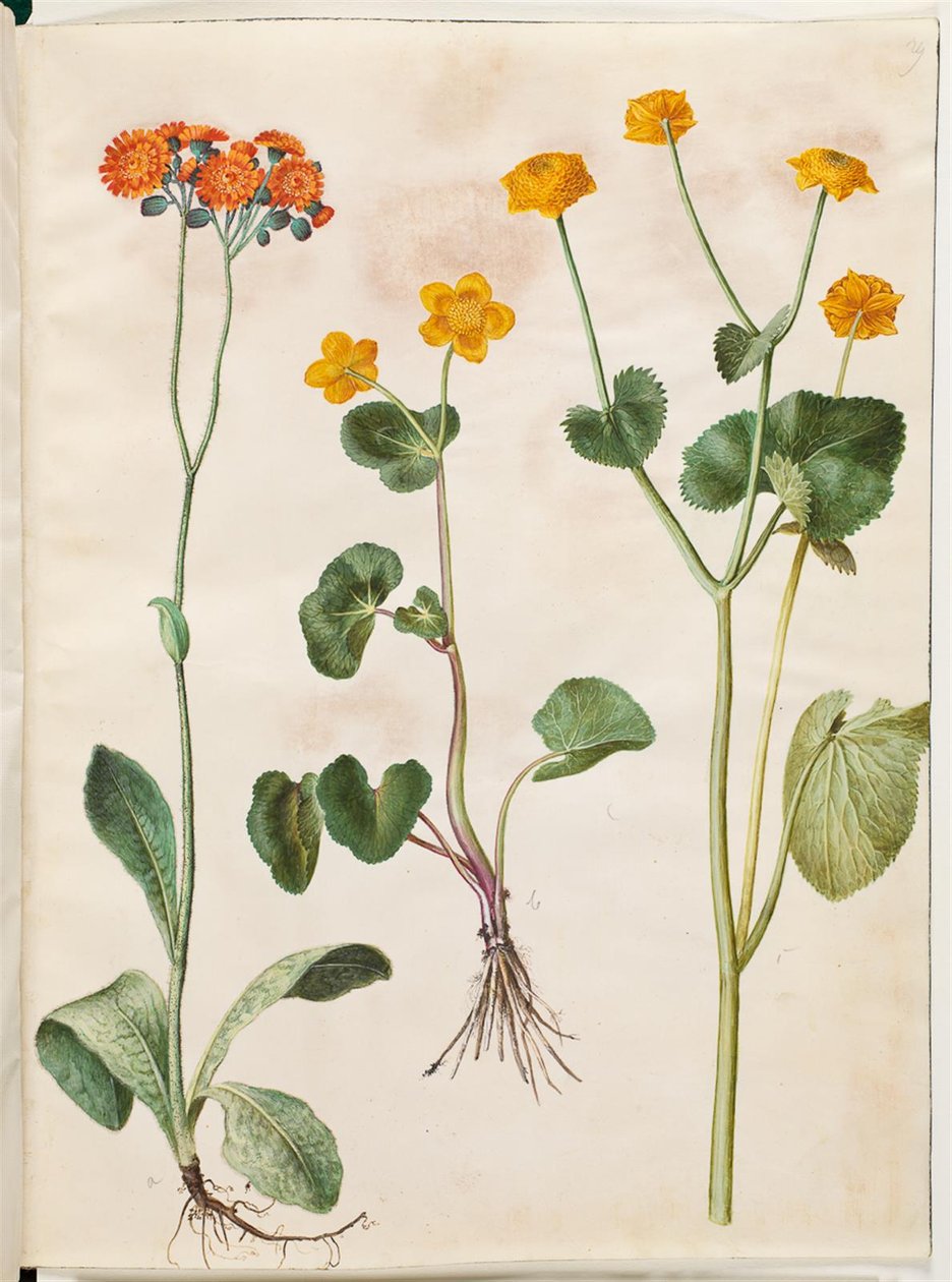 Pilosella aurantiaca (pomořanská vysoká bylina); Caltha palustris (ostřice anglická) od Hans Simon Holtzbecker