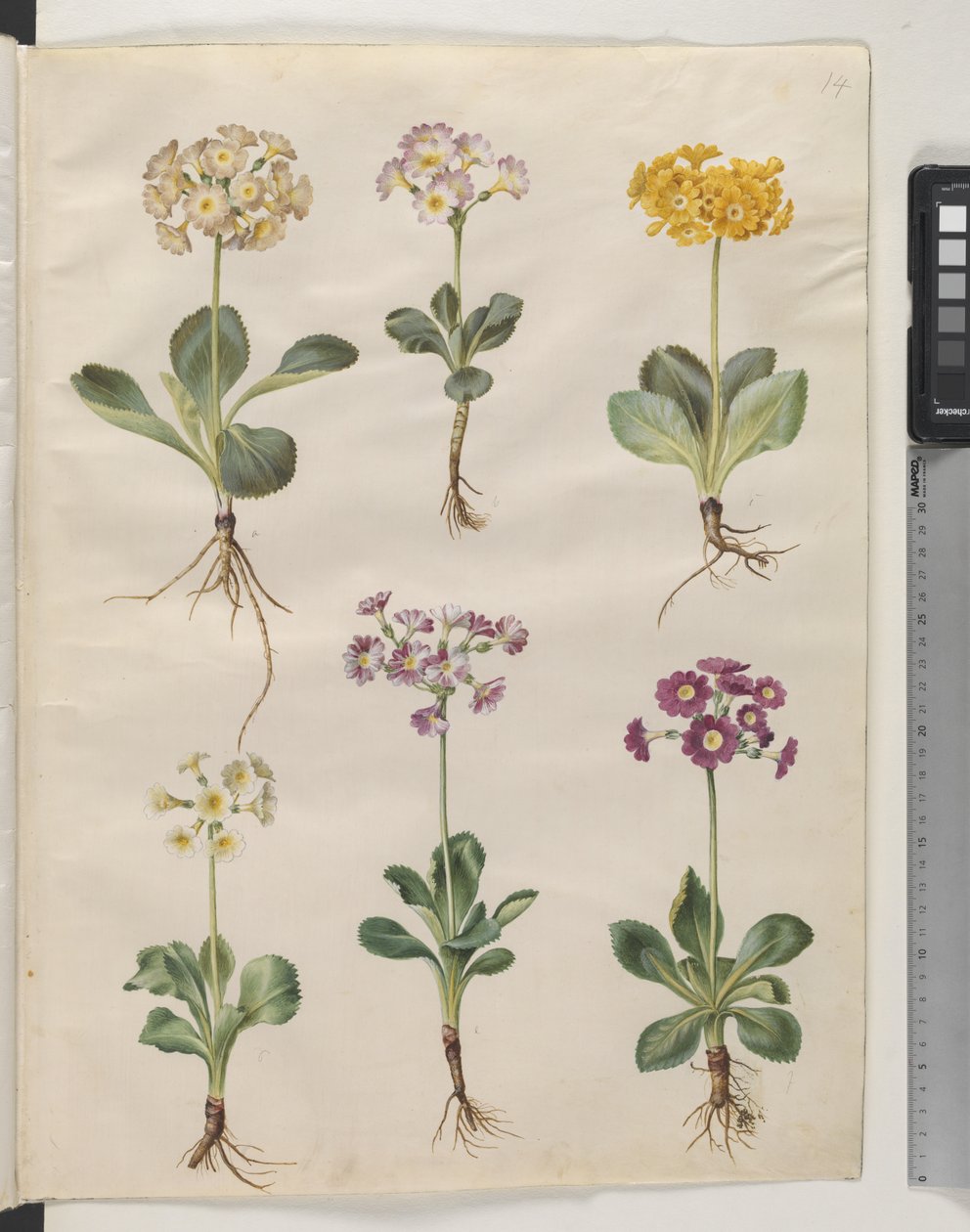 Primula ×pubescens Wulfen (mít-auricula) od Hans Simon Holtzbecker
