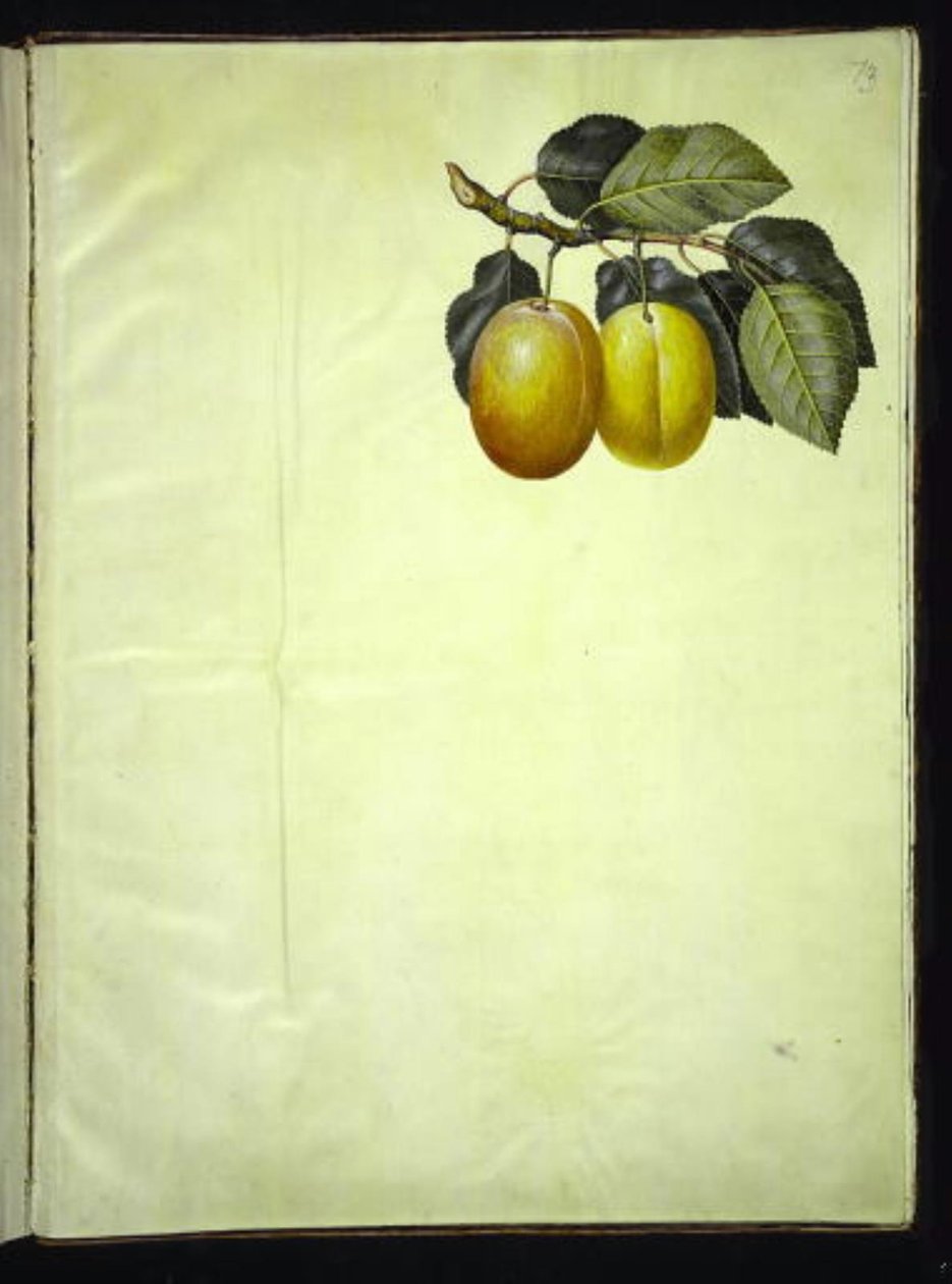 Prunus domestica (blomme) od Hans Simon Holtzbecker