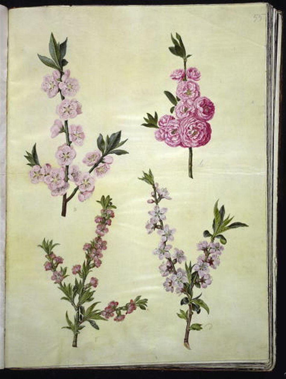 Prunus dulcis (mandle); Prunus persica od Hans Simon Holtzbecker