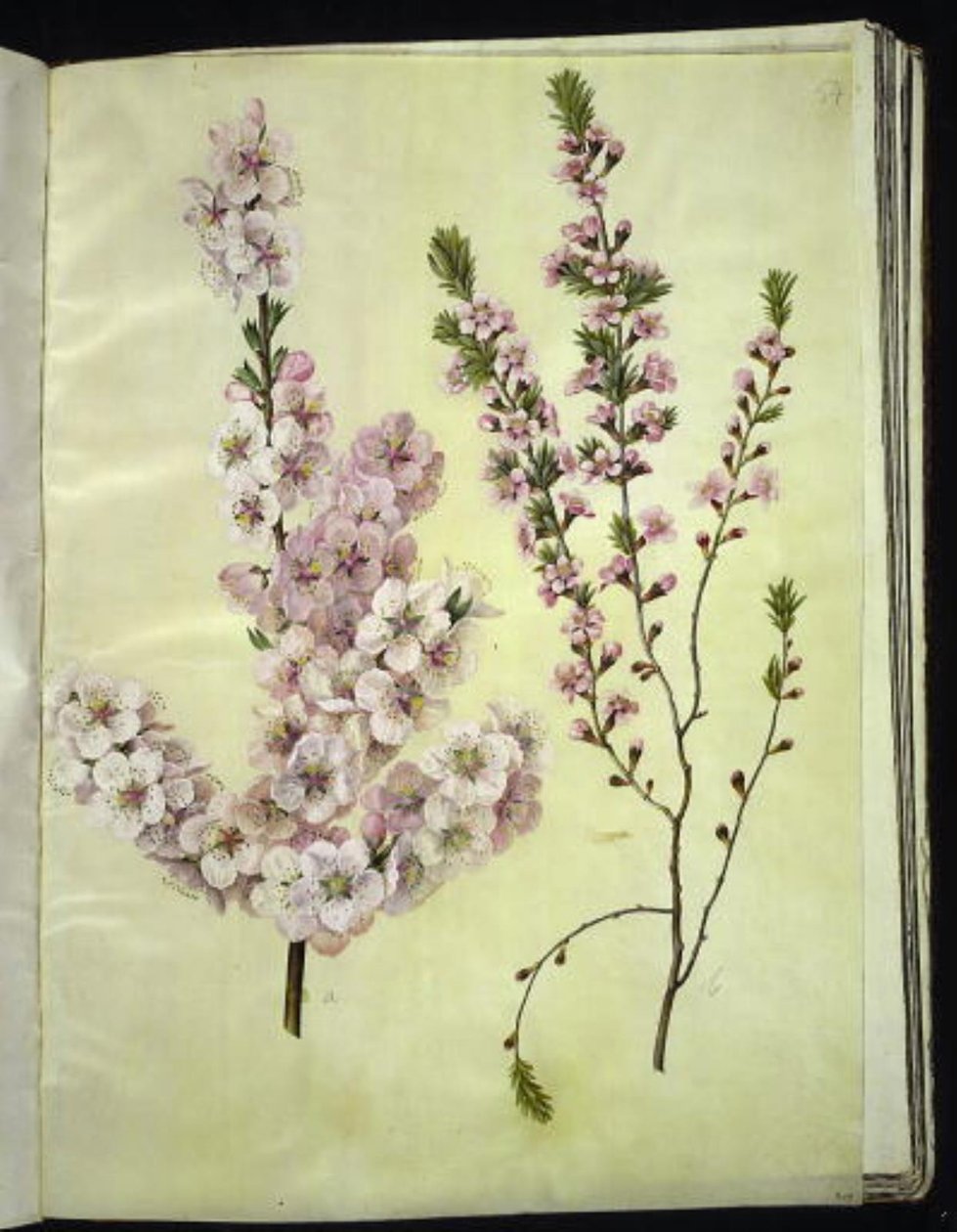 Prunus dulcis (mandle); Prunus tenella (trpasličí mandle) od Hans Simon Holtzbecker