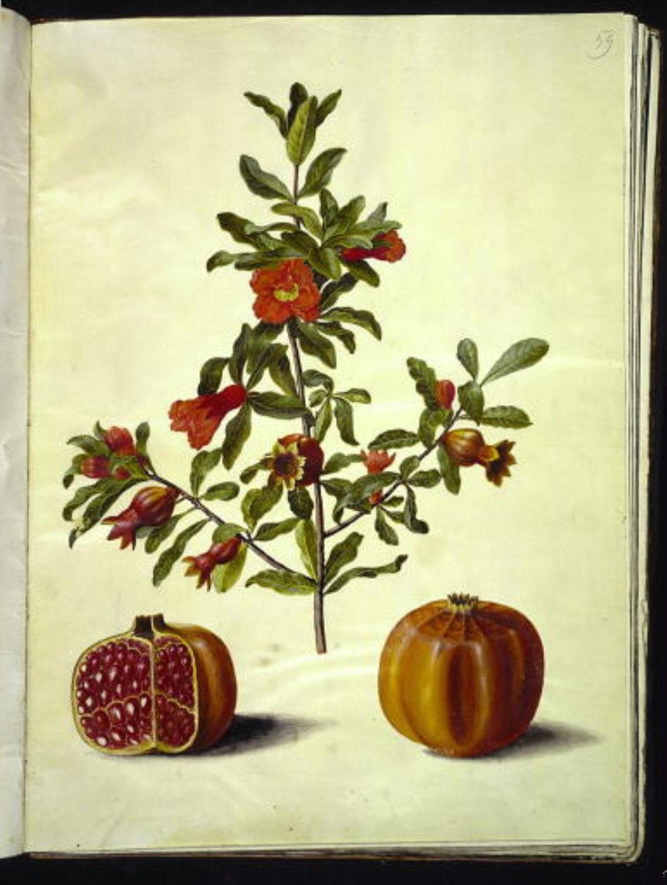 Punica granatum (granátové jablko) od Hans Simon Holtzbecker