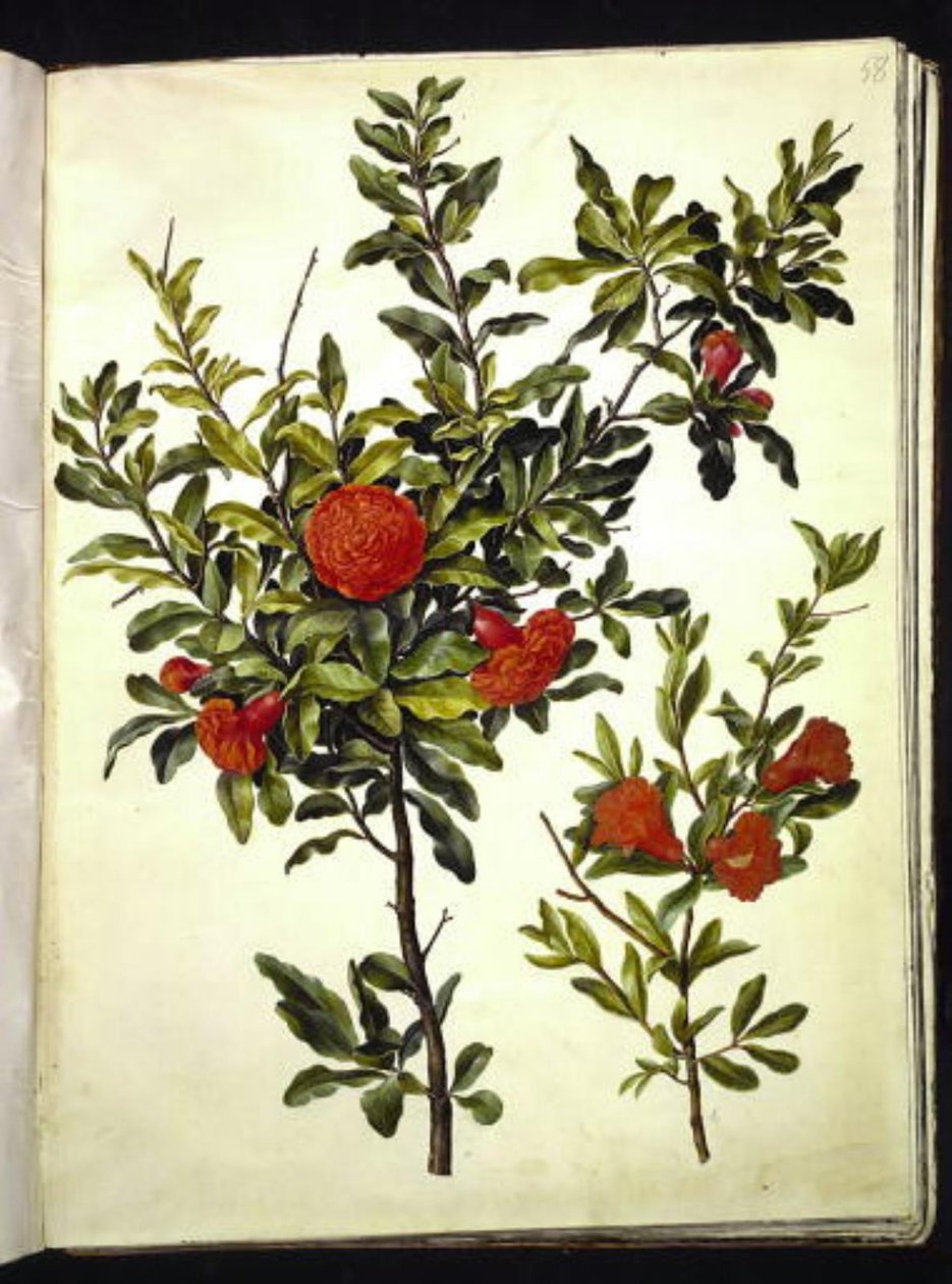 Punica granatum (granátové jablko) od Hans Simon Holtzbecker