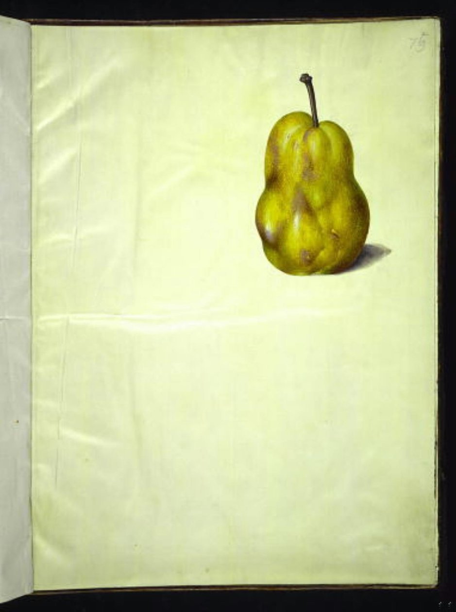 Pyrus communis (hruška obecná) od Hans Simon Holtzbecker