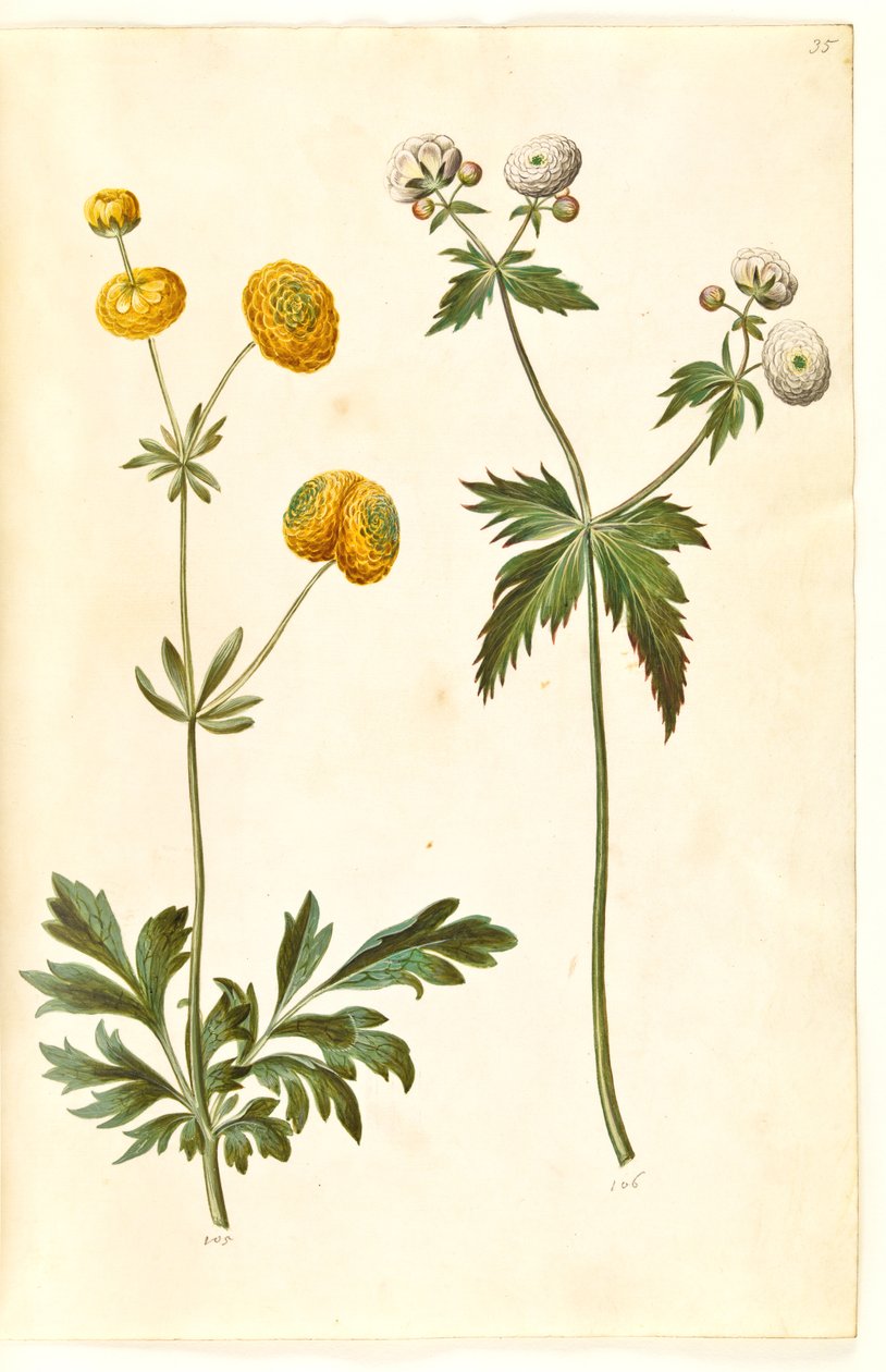 Ranunculus acris (pryskyřník se zlatým knoflíkem); Ranunculus aconitifolius (pryskyřník stříbrný) od Hans Simon Holtzbecker