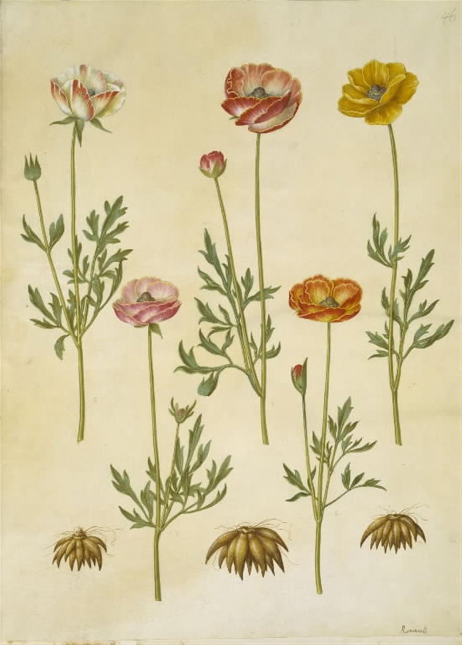 Ranunculus asiatica (have-ranunkel) od Hans Simon Holtzbecker