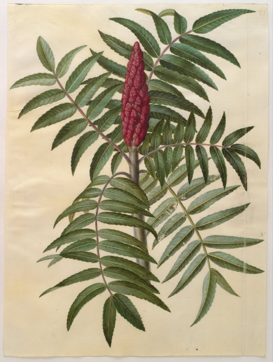 Rhus typhina od Hans Simon Holtzbecker